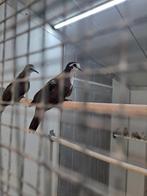 Tamboerijn doffers, Dieren en Toebehoren, Vogels | Duiven, Meerdere dieren, Overige soorten