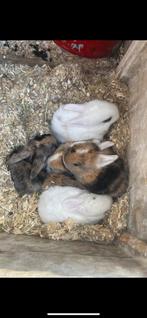Baby konijntjes / 4 weekjes oud, Klein, 0 tot 2 jaar, Hangoor