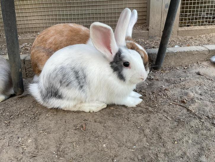 Mooie en lieve konijnen, kans op hangoren, Dieren en Toebehoren, Knaagdieren en Konijnen | Toebehoren, Overige typen, Ophalen of Verzenden