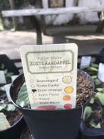 Aanbieding 6 zoete aardappels planten voor €10,-, Ophalen, Volle zon, Groenteplanten, Eenjarig