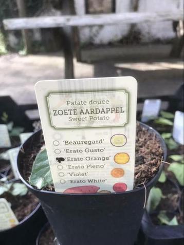Aanbieding 6 zoete aardappels planten voor €10,- beschikbaar voor biedingen
