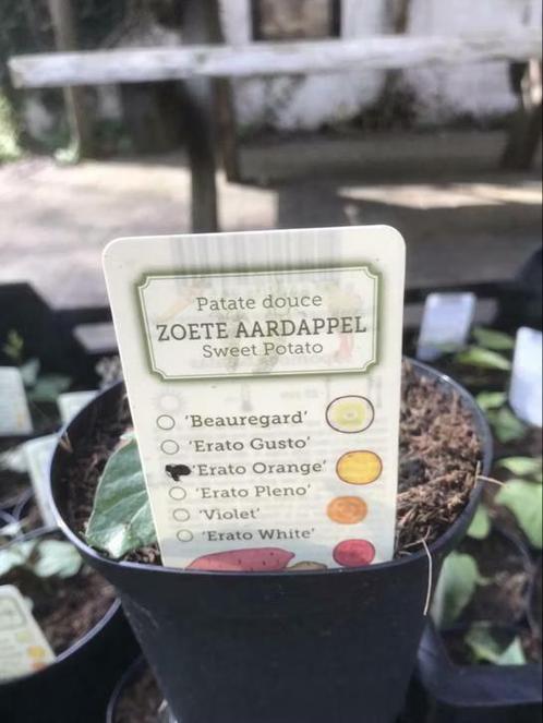 Aanbieding 6 zoete aardappels planten voor €10,-, Tuin en Terras, Planten | Tuinplanten, Eenjarig, Groenteplanten, Volle zon, Zomer