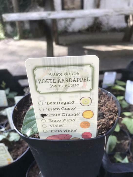 Aanbieding 6 zoete aardappels planten voor €10,-, Tuin en Terras, Planten | Tuinplanten, Eenjarig, Groenteplanten, Volle zon, Zomer