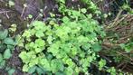Mijterloof of Tellima grandiflora, Ophalen of Verzenden, Lente, Overige soorten, Halfschaduw