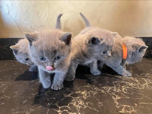 Te koop: 5 prachtige Brits Korthaar kittens – blue (grijs), Dieren en Toebehoren, Katten en Kittens | Raskatten | Korthaar, Meerdere dieren