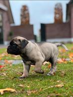 Bullmastiff pups, Dieren en Toebehoren, Overige rassen, 8 tot 15 weken, Meerdere, Meerdere dieren