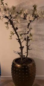 Bronzen Pot met Bloesemboom (Gedemonteerd), Ophalen, Overige soorten, Halfschaduw, In pot