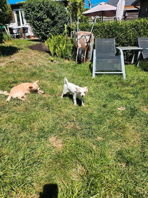 Chihuahua puberpup,langharig,wit met blonde oortjes, Dieren en Toebehoren, Honden | Chihuahua's en Gezelschapshonden, Reu, Chihuahua