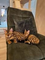 Twee Bengaalse kittens te koop, Kater, Gechipt, 0 tot 2 jaar