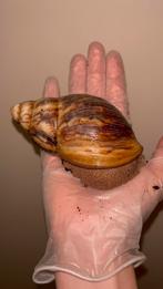 Archachatina marginata ovum 10-12cm, Dieren en Toebehoren, Reptielen en Amfibieën