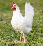 Bovam White kippen/legkippen 19 weken oud, Dieren en Toebehoren, Pluimvee, Vrouwelijk, Kip