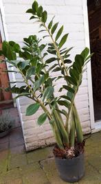 Zamioculcas kamerplant, Huis en Inrichting, Kamerplanten, Ophalen