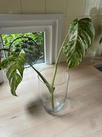 Monstera variegata stekken !!!!!, Ophalen of Verzenden, Overige soorten, Minder dan 100 cm