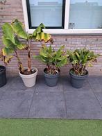 3 Bananenplanten in Pot, Tuin en Terras, Planten | Tuinplanten, Volle zon, Vaste plant, Ophalen of Verzenden, Bloeit niet