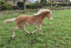 Te Koop Haflinger merrie veulen, Dieren en Toebehoren, Merrie, Niet van toepassing, 0 tot 2 jaar, Recreatiepony