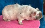 Prachtige weerwolf skinny beer, Cavia, Augustus, Mannelijk, Tam