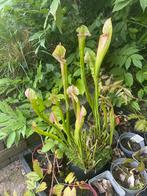 Vleeseter Sarracenia, Ophalen