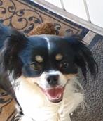 Dekreu Cavalier king charles spaniel/Chihuahua, Dieren en Toebehoren, Particulier, Rabiës (hondsdolheid), 3 tot 5 jaar, Reu