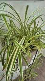 Kamerplant | graslelie | te leuk om niet te hebben, Ophalen, Overige soorten, Halfschaduw, Minder dan 100 cm