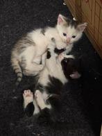 Kittens, Dieren en Toebehoren, Poes, 0 tot 2 jaar