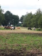 Op kleine privé  stal komt plekje vrij, Weidegang, 1 paard of pony