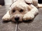 Guus golden doodle DEKREU, Rabiës (hondsdolheid), Reu, Eén hond, Nederland