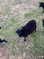 Ouessant ram, Dieren en Toebehoren, Schapen, Geiten en Varkens, Mannelijk, Schaap