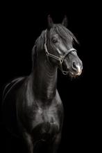 Ter dekking: zwarte warmbloed hengst LEFFE, Hengst