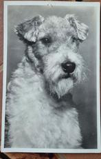 Oude ansichtkaart fotokaart Foxterrier hond, Ophalen of Verzenden, 1920 tot 1940, Gelopen, Hond of Kat