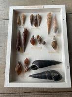 Lijstje slakkenhuizen Thiaridae, Ophalen, Schelp(en)