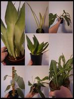 7 kamerplanten inclusief bloempotten, Ophalen of Verzenden, Halfschaduw, Minder dan 100 cm