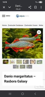 Rasbora galaxy, Dieren en Toebehoren, Vis