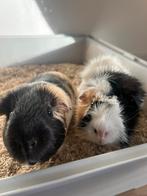 2 lieve cavia mannetjes die een leuk nieuw baasje zoeken, Dieren en Toebehoren, Knaagdieren, Cavia, Februari, Mannelijk, Tam