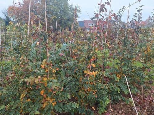 Ongewone bomen en heesters, Tuin en Terras, Planten | Struiken en Hagen, Ophalen