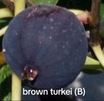 Vijgenboom stekken 3.soorten 14 stekken voor 10 euro!, Tuin en Terras, Planten | Fruitbomen, Volle zon, Ophalen of Verzenden, 250 tot 400 cm