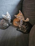 Half Maine Coon kittens, Dieren en Toebehoren, Katten en Kittens | Raskatten | Langhaar, Meerdere dieren