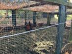 Aangboden toom wijandott kippen, Dieren en Toebehoren, Pluimvee, Meerdere dieren, Kip