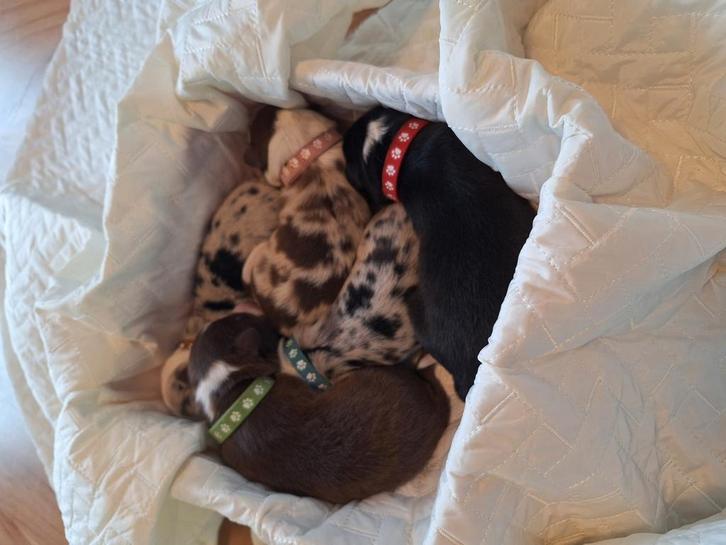 Border collie pups 1 reu beschikbaar, Dieren en Toebehoren, Honden | Herdershonden en Veedrijvers, Meerdere dieren, Collie, Particulier