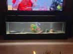 aquarium 200 cm  met vissen