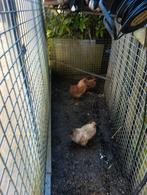 Zijdehoender kriel Hanen, Dieren en Toebehoren, Pluimvee, Mannelijk, Kip