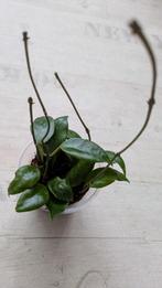 Hoya sunrise, Huis en Inrichting, Ophalen of Verzenden, Overige soorten, Minder dan 100 cm