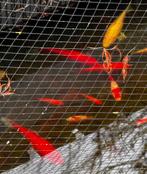 Goudvissen + sarasa, div maten (evt incl pomp/uv filter, Goudvis(sen)