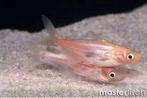 Pangasius sutchi Albino, Dieren en Toebehoren, Vissen | Aquariumvissen, Vis, Zoetwatervis, Schoolvis