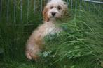 Cockapoo pups abricoos en chocobruin kleurig, Dieren en Toebehoren, Honden | Niet-rashonden, België, Rabiës (hondsdolheid), 15 weken tot 1 jaar
