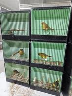 Glosters gladkoppen, Dieren en Toebehoren, Vogels | Kanaries, Meerdere dieren, Kleurkanarie