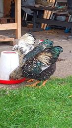 Wyandotte haantjes, Dieren en Toebehoren, Pluimvee, Mannelijk, Kip