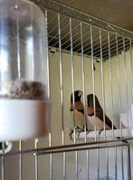 Bruinborstrietvink pop, Dieren en Toebehoren, Vogels | Overige Vogels, Vrouwelijk