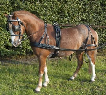 Ideal Ecoline pony tuig nieuw met BTW Korting  beschikbaar voor biedingen