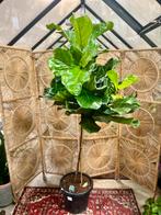 Ficus Lyrata – Op stam (200cm)