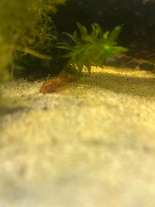 LDA16, Dieren en Toebehoren, Vissen | Aquariumvissen, Vis